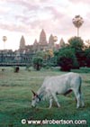 Angkor-Wat with cow in foreground