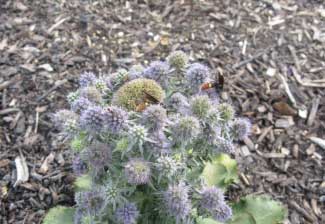 Eryngium planum 'Blue Hobbit' 