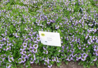 Scaevola hybrid 'Blue Print' 