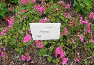 Pelargonium peltatum 'Global Orchid' 