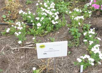 Phlox hybrid 'Intensia White Improved' 