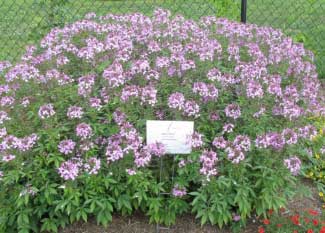 Cleome hybrid 'Senorita Rosalita' 