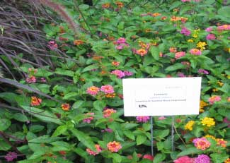 Lantana camara 'Landmark Sunrise Rose Improved' 