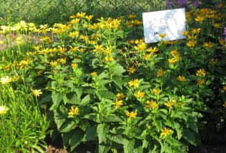 Heliopsis helianthoides  'Tuscan Sun' 