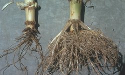 Corn Rootworm Damage