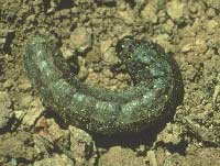 Cutworm