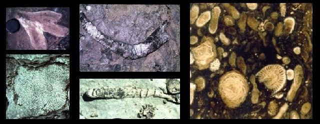 Typical fossils exposed at the falls