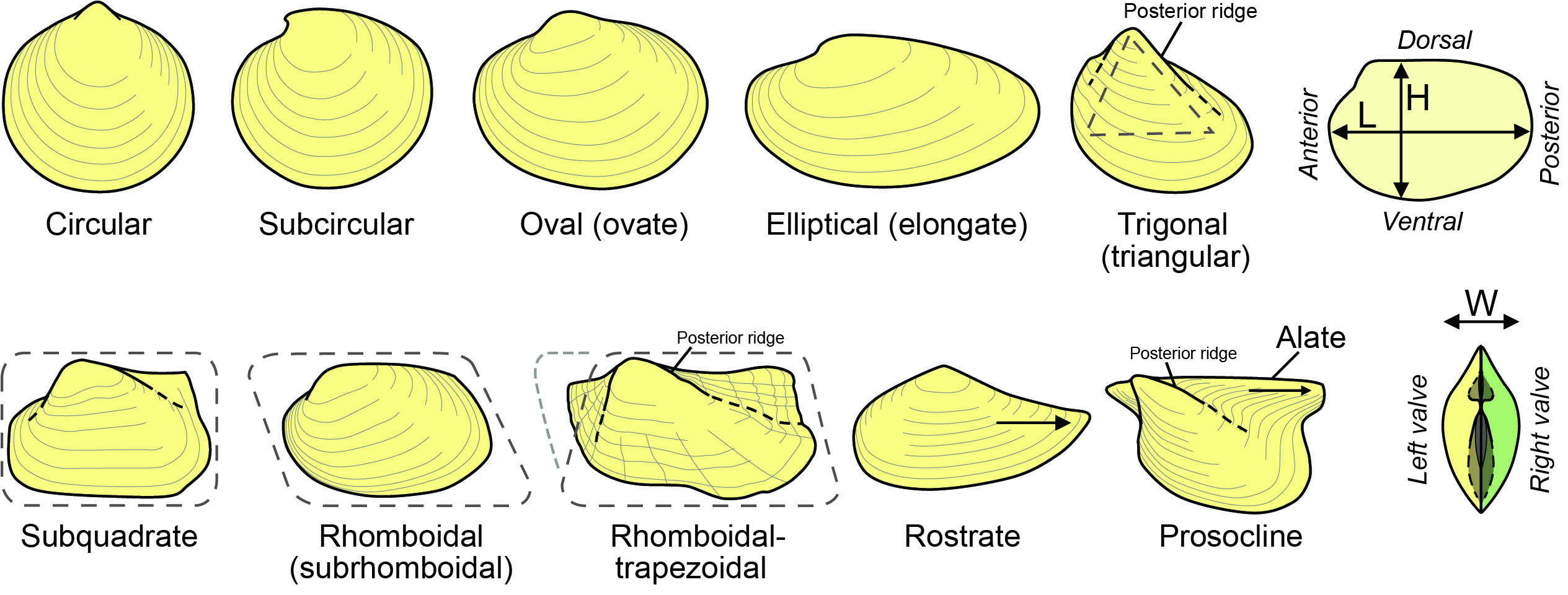 Bivalve preservation (casts and molds), Fossils, Kentucky Geological ...