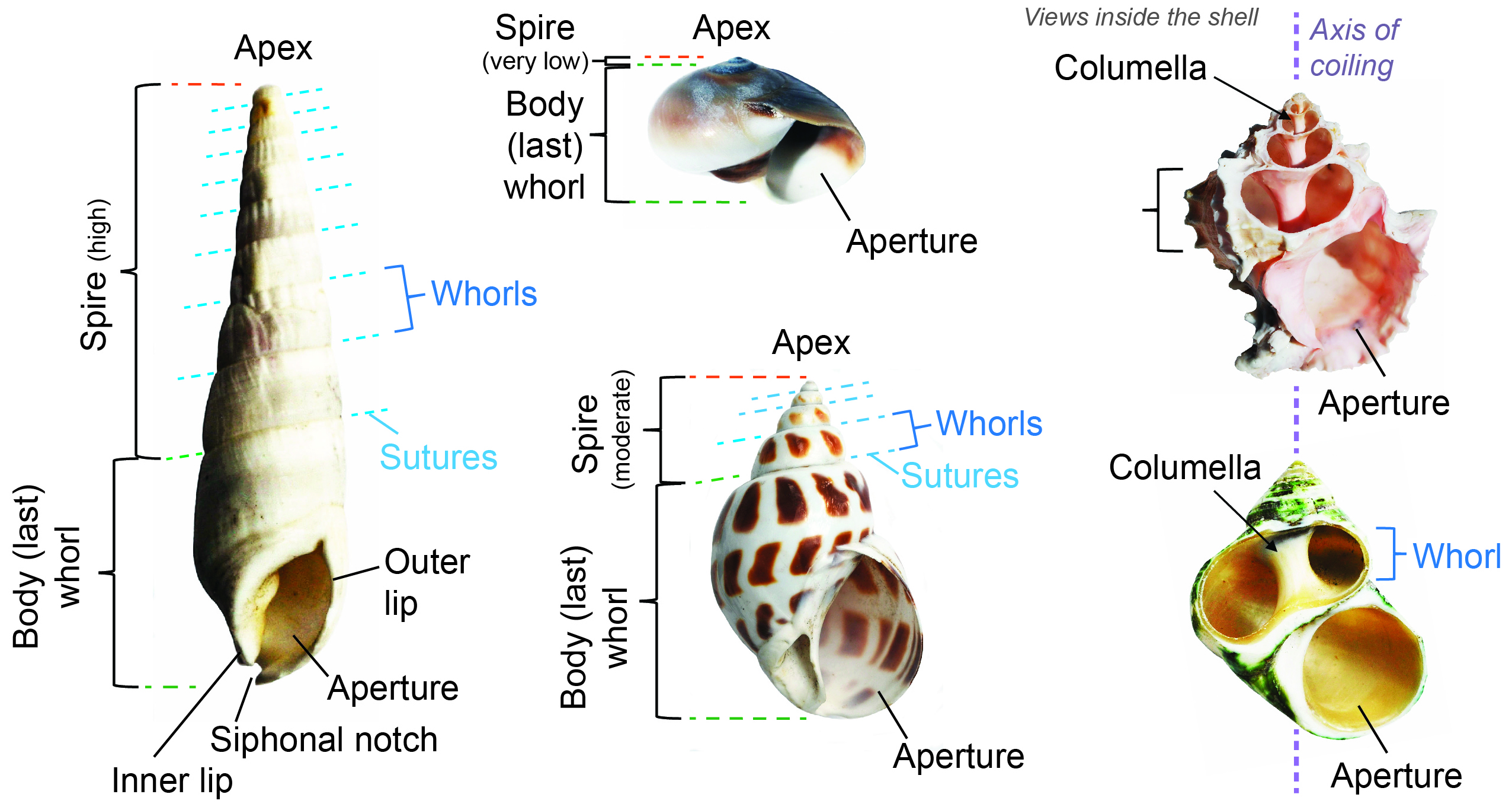 Gastropod Shapes and Description, Kentucky Geological Survey ...