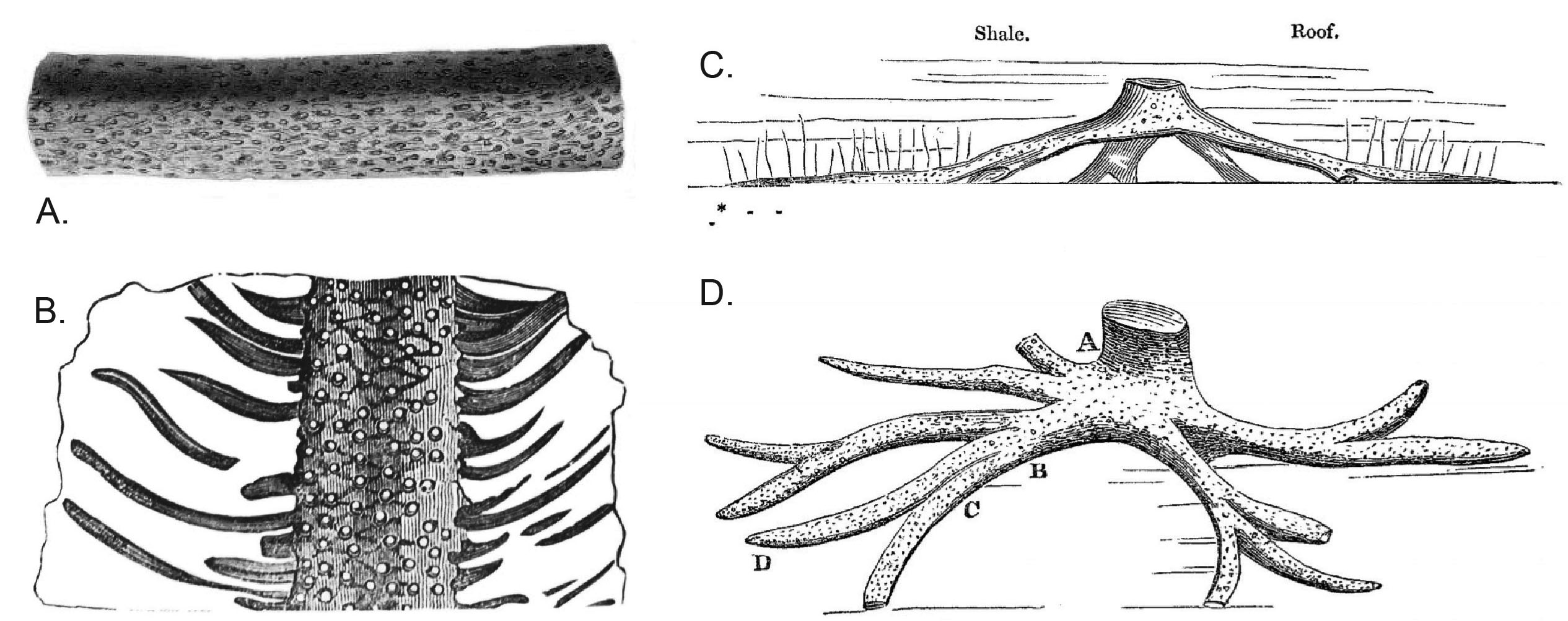 Fossil of the month: Stigmaria