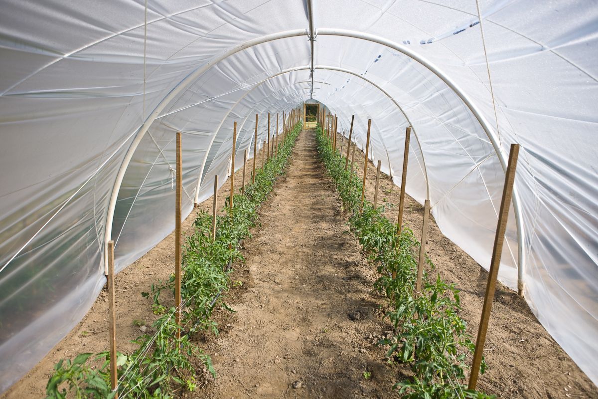 High Tunnel & Greenhouse | Center for Crop Diversification