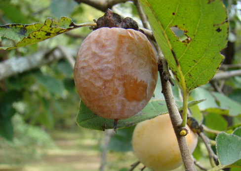 Persimmon fruit on tree