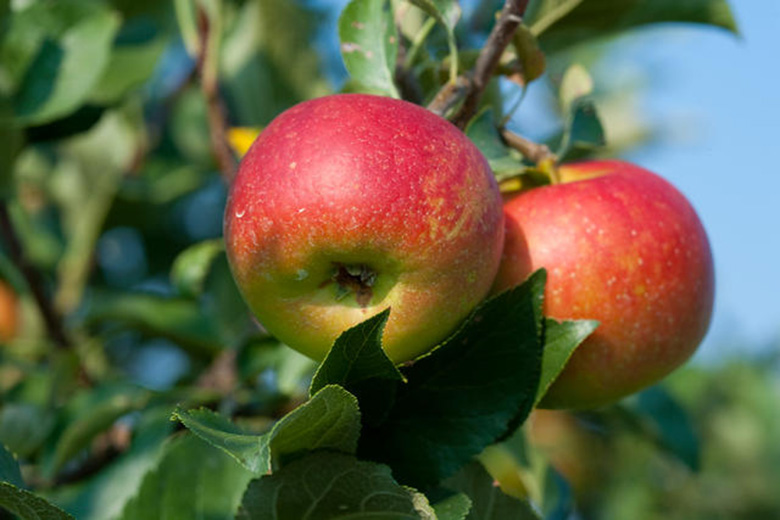 Apples | Center for Crop Diversification