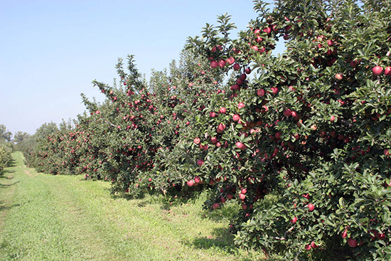 Apples ripening in an orchard