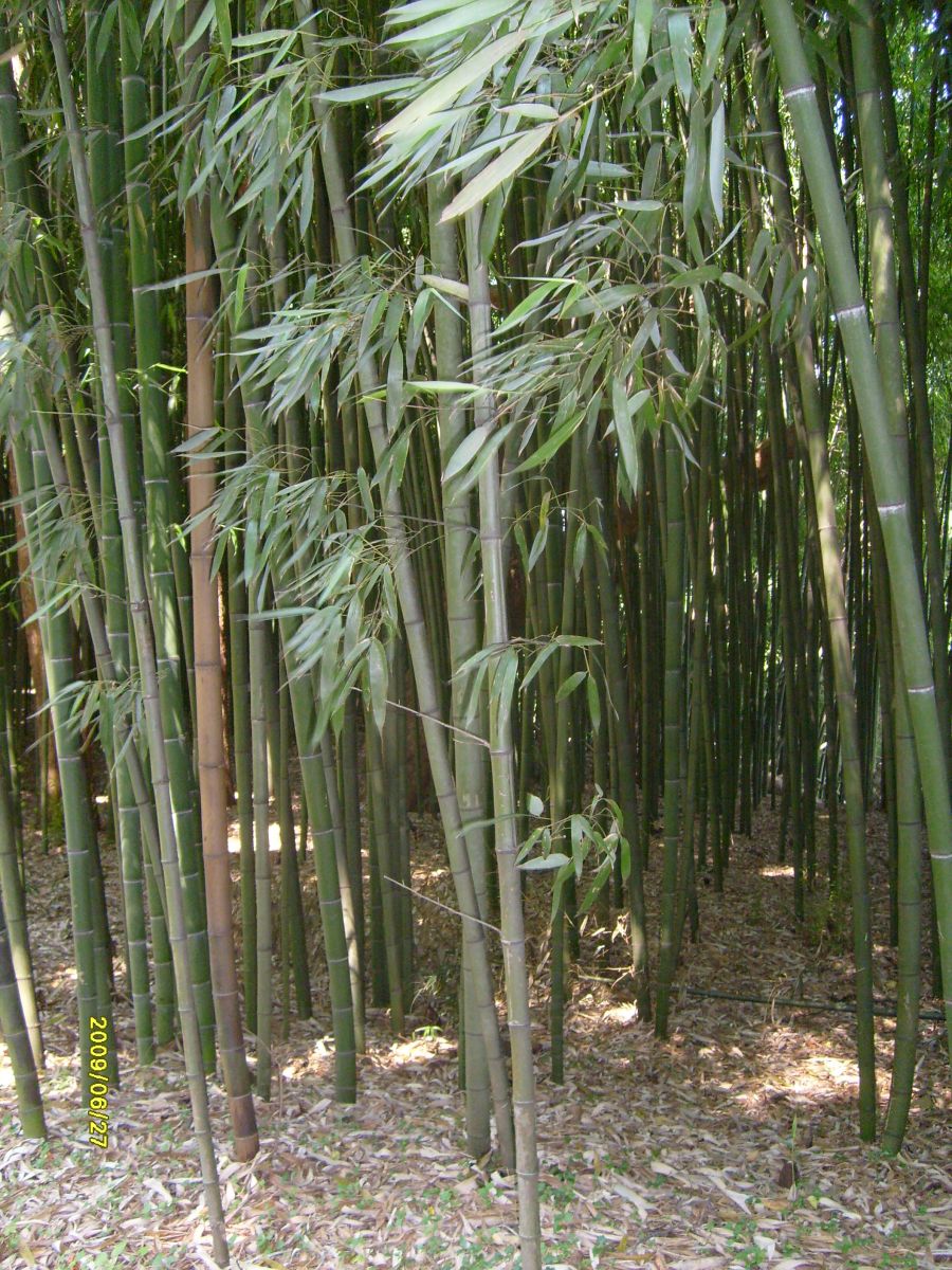 Bamboo | Center for Crop Diversification