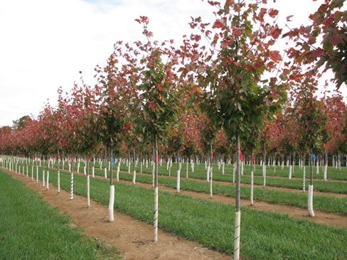 Trees in a field nursery