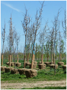 Newly harvested balled-and-burlapped trees