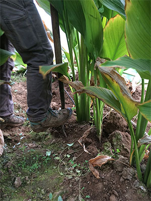 harvesting turmeric