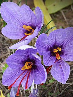 saffron photo