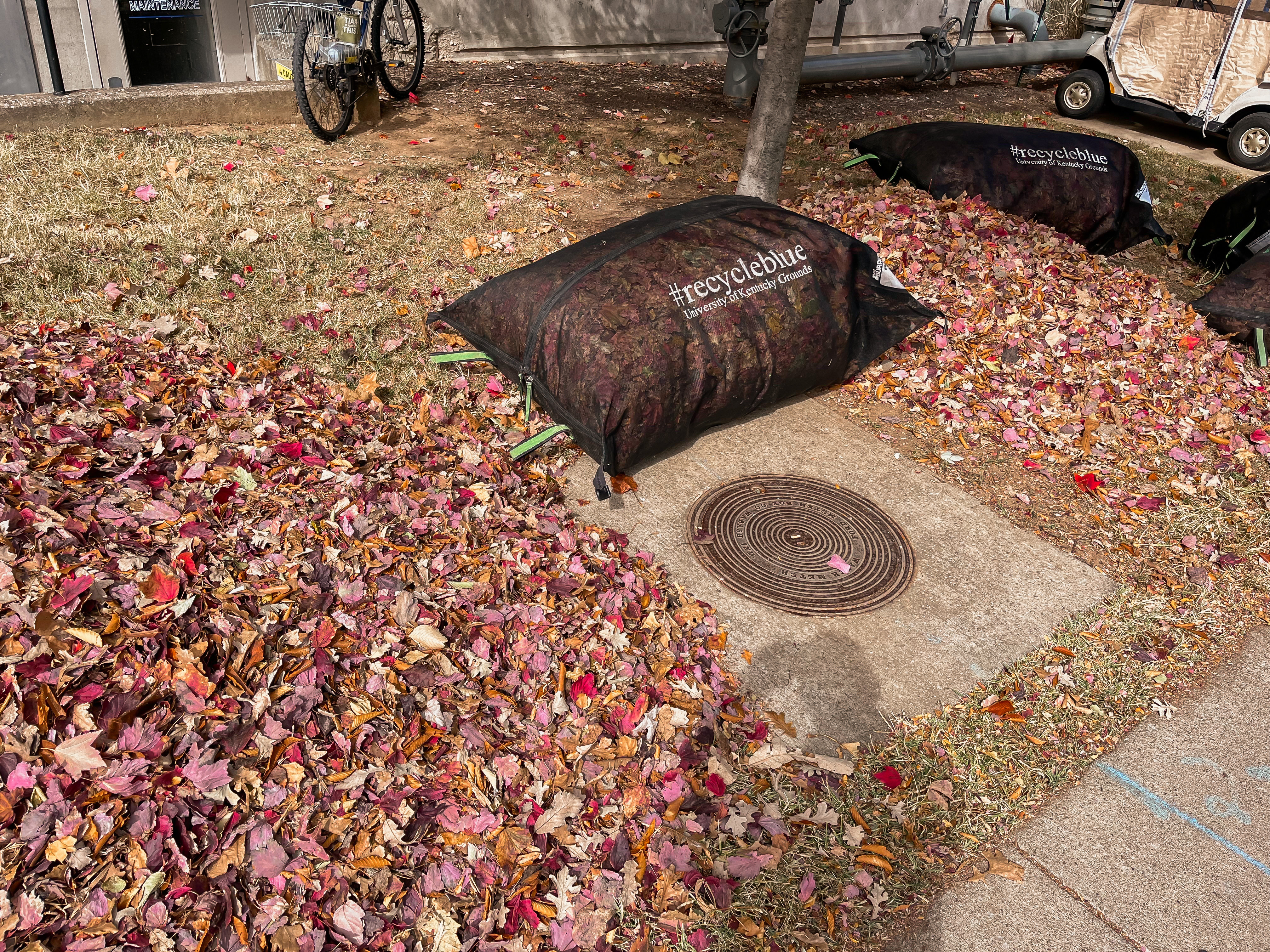 leaf burritos on the ground filled with raked leaves.