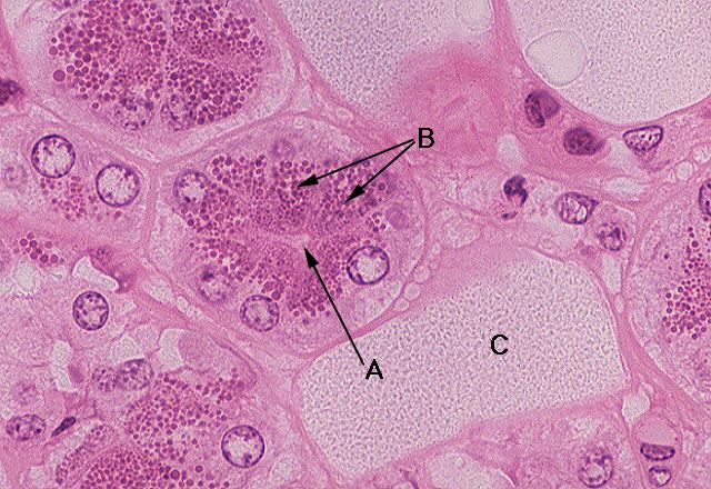 Serous Secretory Cells