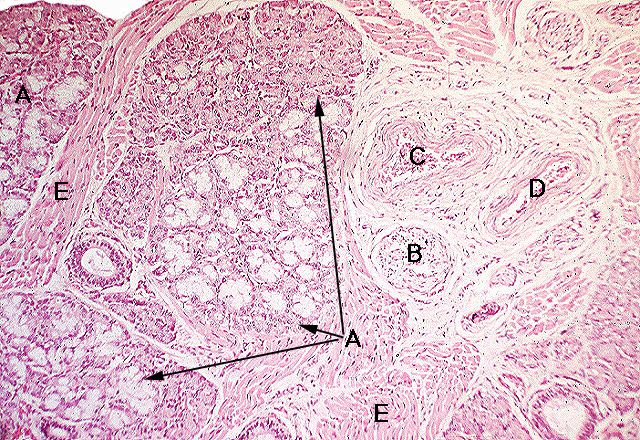 Anterior Lingual Glands