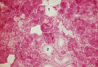 Oral Histology Digital Lab: Glands: Mystery Salivary Gland @ (Image 31)