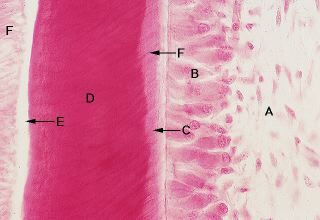 Oral Histology Digital Lab: Dentin: Dentin Secretion (Image 3)