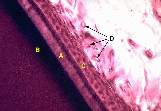 Termination of Enamel Secretion